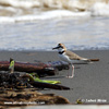 COLLARED PLOVER (1xphoto)