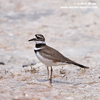 KILLDEER (8xphoto)