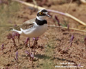 LITTLE RINGED PLOVER (8xphoto)