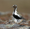 EUROPEAN GOLDEN-PLOVER (5xphoto)