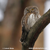 EURASIAN PYGMY-OWL (4xphoto)