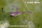 YELLOW-BELLIED TOAD (3xphoto)