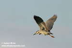 BLACK-CROWNED NIGHT-HERON (2xphoto)