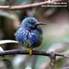 SHINING HONEYCREEPER (3xphoto)