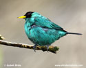 GREEN HONEYCREEPER (2xphoto)