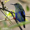 RED-LEGGED HONEYCREEPER (5xphoto)