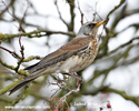 FIELDFARE (12xphoto)