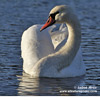 MUTE SWAN (7xphoto)