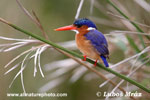 MALACHITE KINGFISHER (2xphoto)