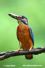 KINGFISHER (2xphoto)