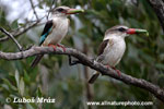 STRIPED KINGFISHER (4xphoto)