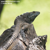 BLACK IGUANA (4xphoto)