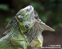 GREEN IGUANA (5xphoto)