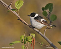 COLLARED FLYCATCHER (3xphoto)