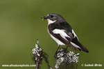 EUROPEAN PIED FLYCATCHER (5xphoto)