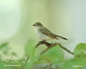 RED-BREASTED FLYCATCHER (3xphoto)