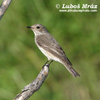 SPOTTED FLYCATCHER (14xphoto)