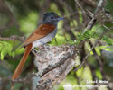 AFRICAN PARADISE FLYCATCHER (7xphoto)