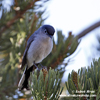 BLACK-TAILED GNATCATCHER (7xphoto)