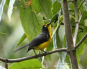 SPECTACLED REDSTART (1xphoto)