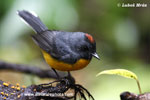 SLATE-TROATED REDSTART (6xphoto)