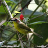 RUFOUS-CAPPED WARBLER (3xphoto)