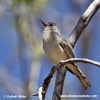 LUCYS WARBLER (4xphoto)