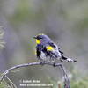 YELLOW-RUMPED WARBLER (5xphoto)