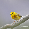 YELLOW WARBLER (4xphoto)