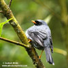 BLACK-FACED SOLITAIRE (3xphoto)