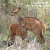 BUSHBUCK HARNESSED (4xphoto)