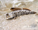 MUDSKIPPER (3xphoto)