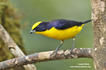 THICK-BILLED EUPHONIA (6xphoto)