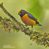 ORANGE-BELLIED EUPHONIA (5xphoto)