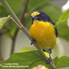 YELLOW-THROATED EUPHONIA (3xphoto)