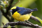 YELLOW-CROWNED EUPHONIA (4xphoto)