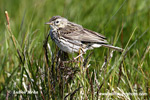 MEADOW PIPIT (4xphoto)