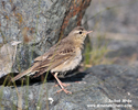 TAWNY PIPIT (1xphoto)