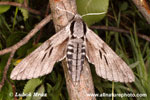 PINE HAWKMOTH (2xphoto)