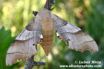 OAK HAWKMOTH (3xphoto)