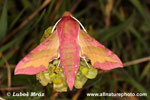 SMALL ELEPHANR HAWKMOTH (3xphoto)