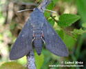 BAT HAWKMOTH (1xphoto)