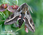 SPURGE HAWKMOTH (3xphoto)