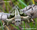 WILLOWHERB HAWKMOTH (1xphoto)