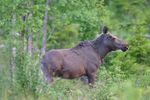 MOOSE (2xphoto)