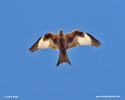 RED KITE (2xphoto)