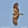 BLACK KITE (5xphoto)