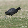 COMMON COOT (1xphoto)