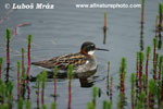 RED-NECKER PHALAROPE (4xphoto)