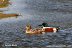 NORTHERN SHOVELER (2xphoto)